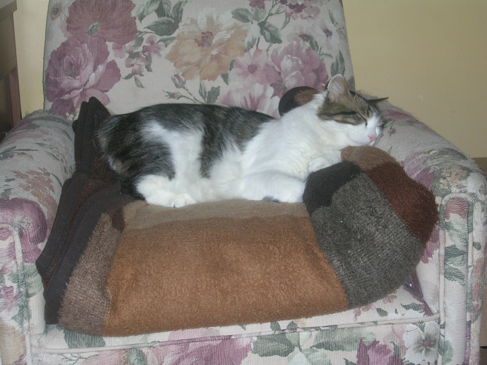 Gül Tasarım Evi Erkek Kedilerde İdrar Yolu Sorunu