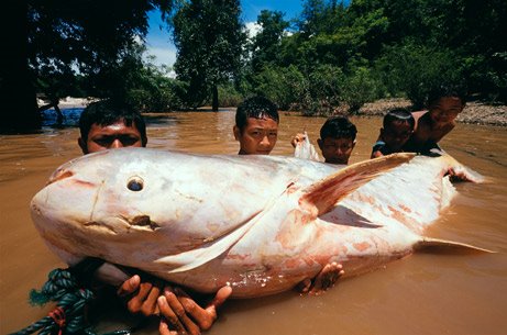 Gambar-gambar ikan sungai yang besar gila - Unikversiti