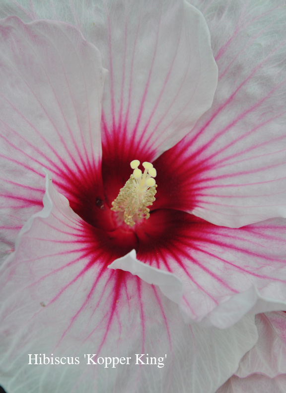 Three Dogs in a Garden Hardy Hibiscus