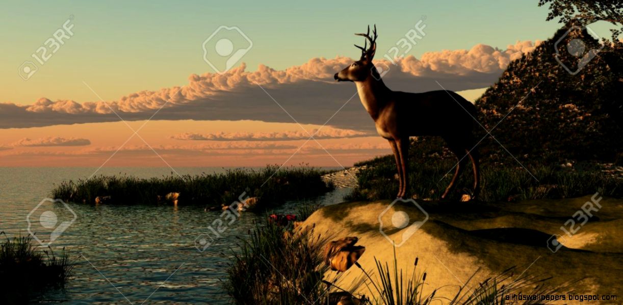 Deer Lake   A Beautiful Buck With His Antlers Makes A Striking