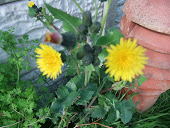 Smooth sow thistle Sonchus oleraceous