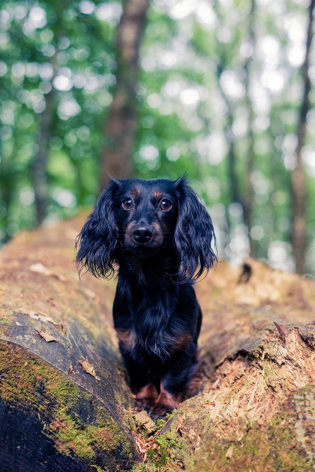 pet photography tips dachshund photo shoot dog liquidgrain liquid grain