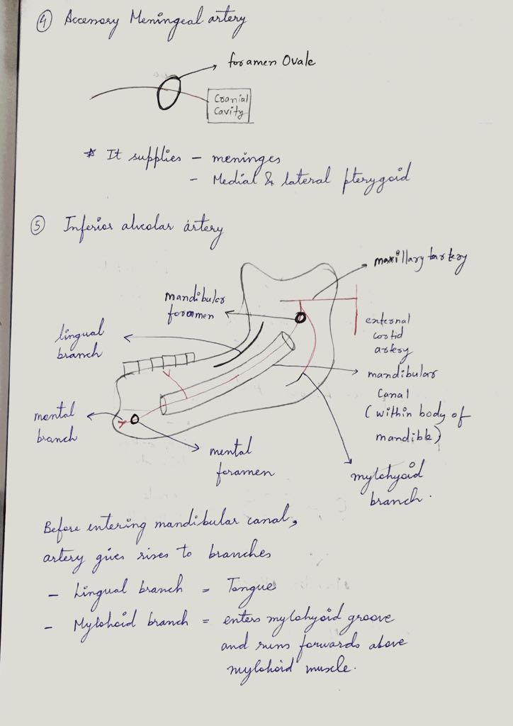 Medicowesome: Maxillary Artery notes