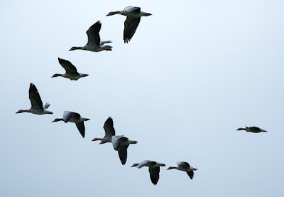 For ages, people have wondered where migratory birds go, and why. Better observation abilities and scientific discoveries and revealing some of these secrets.