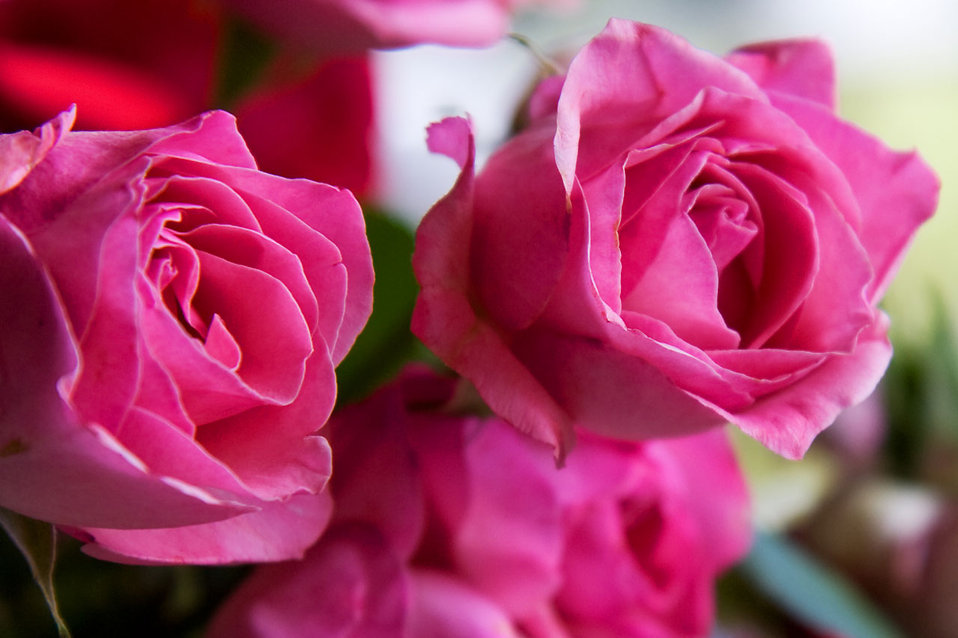 Pink Roses Images Pics Wallpaper Photos Bouquet in HD FREE Download