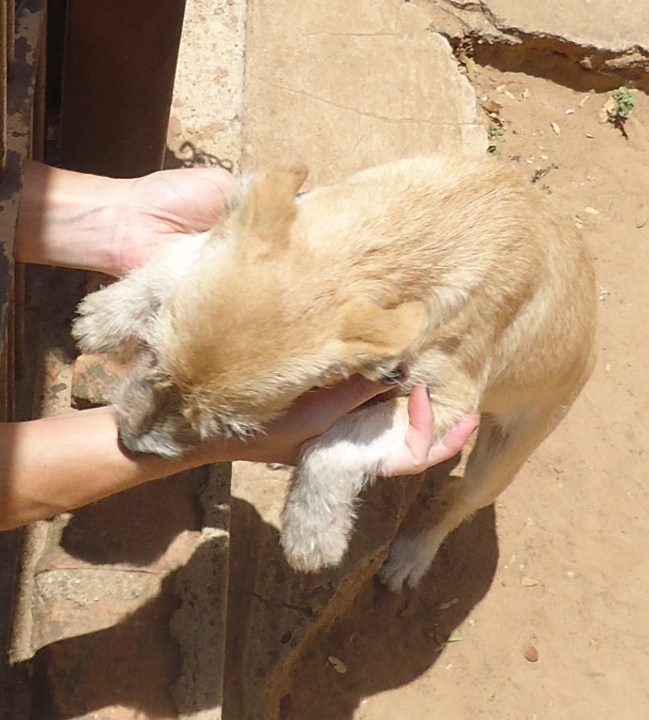 Um Cachorro De 7 Meses Pode Engravidar Uma Cadela