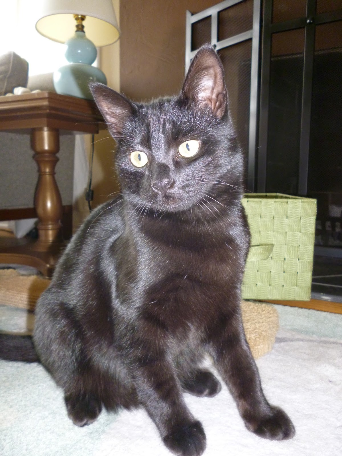 The KittyStar Blog: Beautiful Black Cats