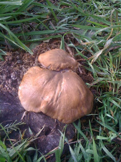 Foraging for edible wild mushrooms Australia - oyster mushrooms