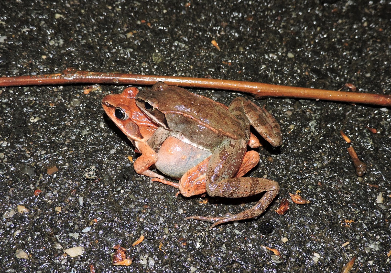 Capital Naturalist by Alonso Abugattas: Wood Frog