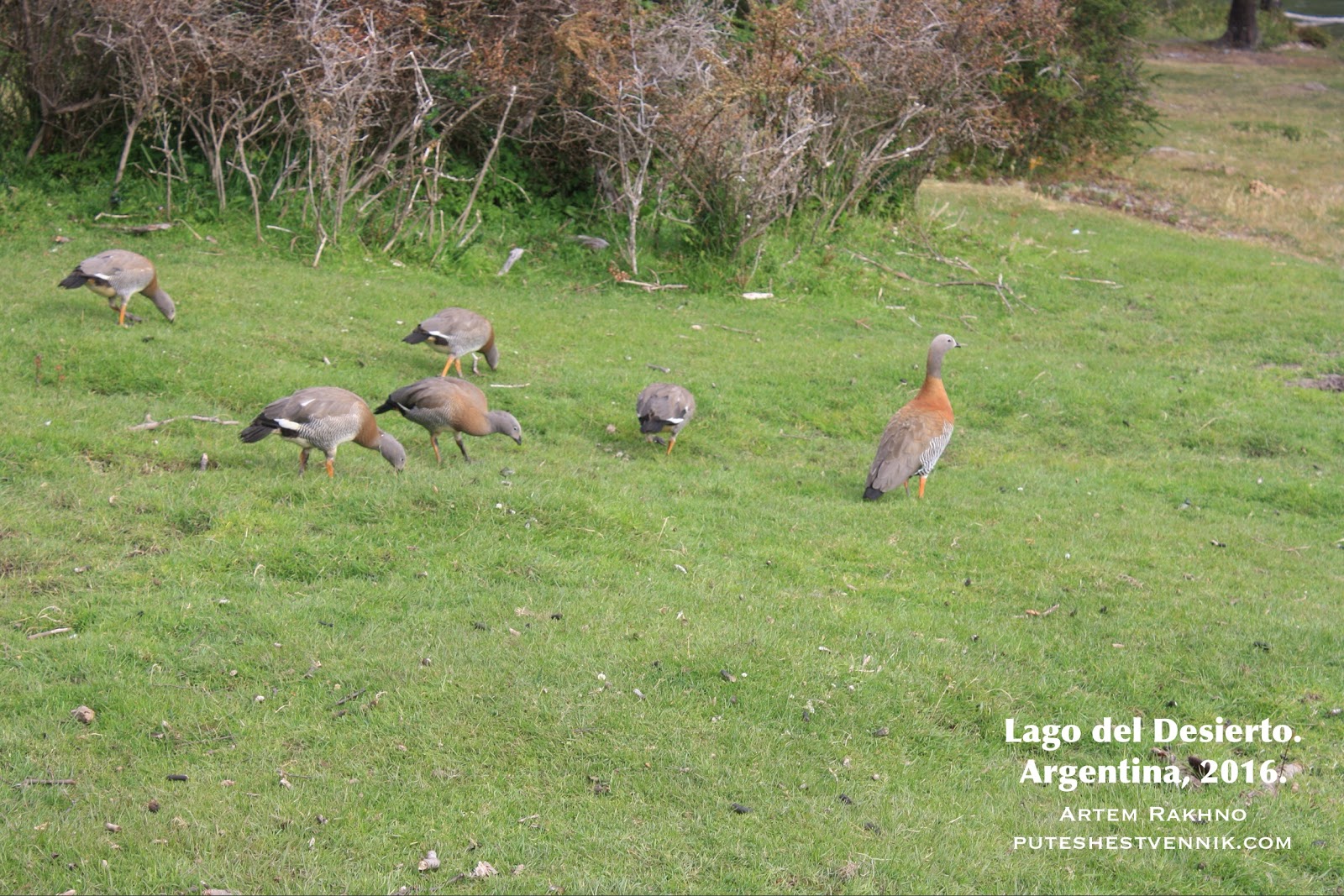 Птицы на траве берега озера Дисьерто