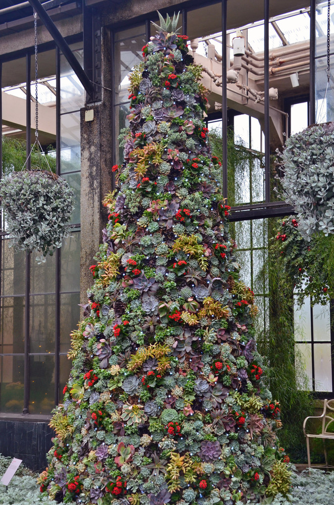 Árboles de Navidad con plantas suculentas