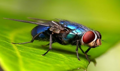 Fly is Animal That Start With F Fly is Animal That Start With F