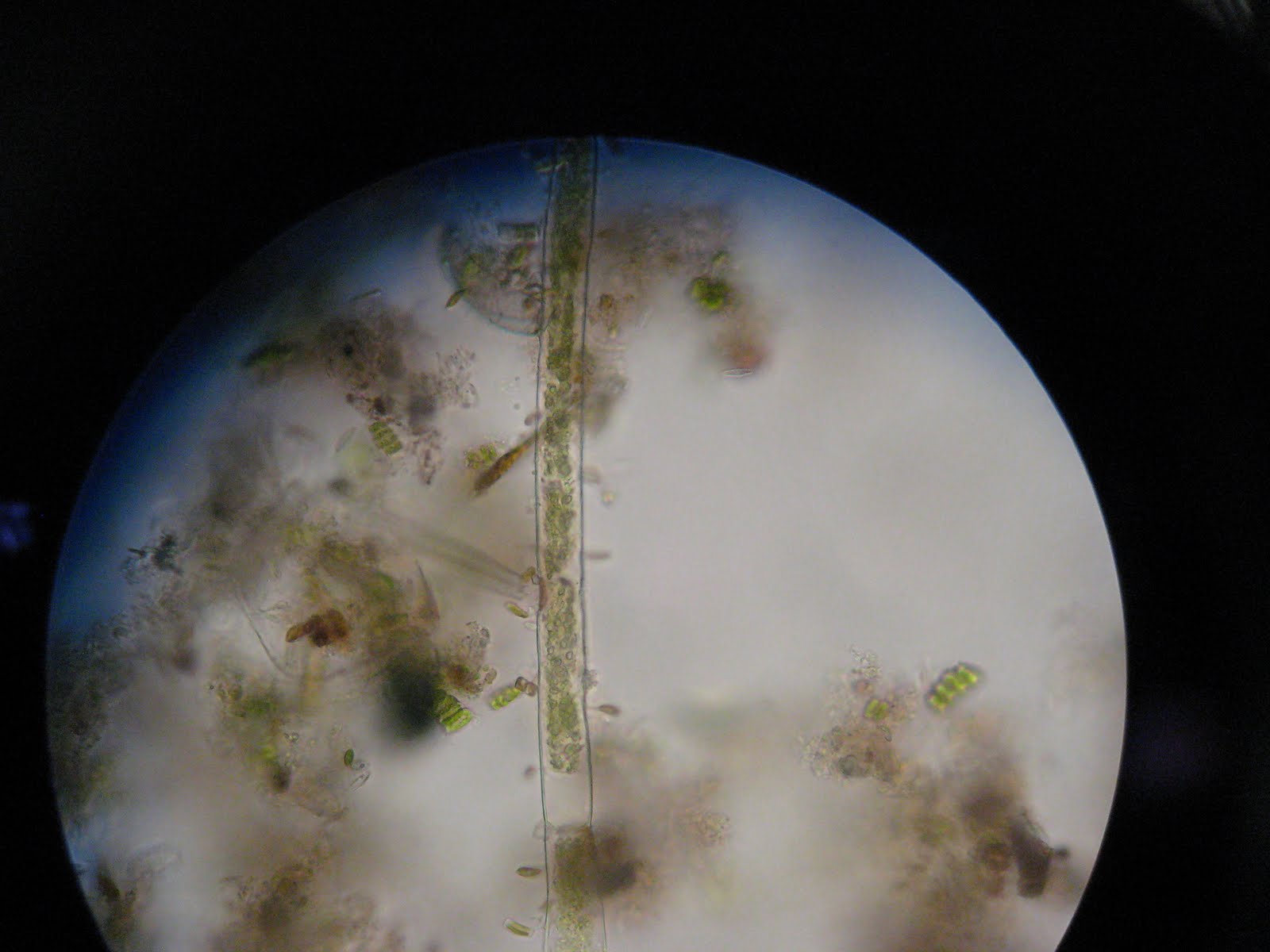 DVC Microbiology 146 Fall 11 (Gard) Lab 20 Pond Water Slides