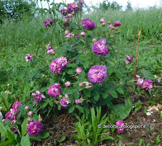 rosa nel giardino della fattoria didattica dell ortica a Savigno Valsamoggia Bologna vicino a Zocca in Appennino