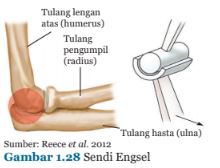 Sendi Sebagai Sistem Gerak Pada Manusia - IPA