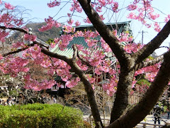 長谷寺のカワヅザクラ