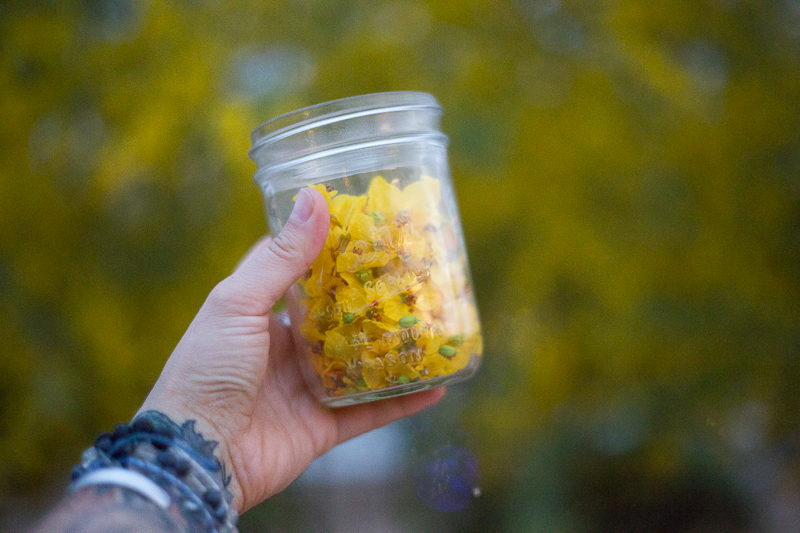 Hawks and honey Palo Verde Flower Essence.