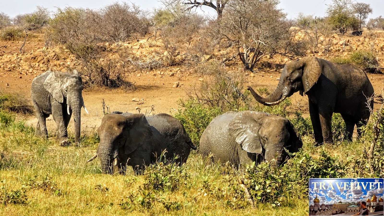 Afrique du sud Parc Kruger éléphants