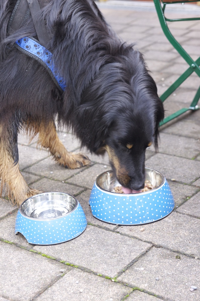 Überraschungspaket Hund ein Hundeblog der zeigt, wie unterschiedlich