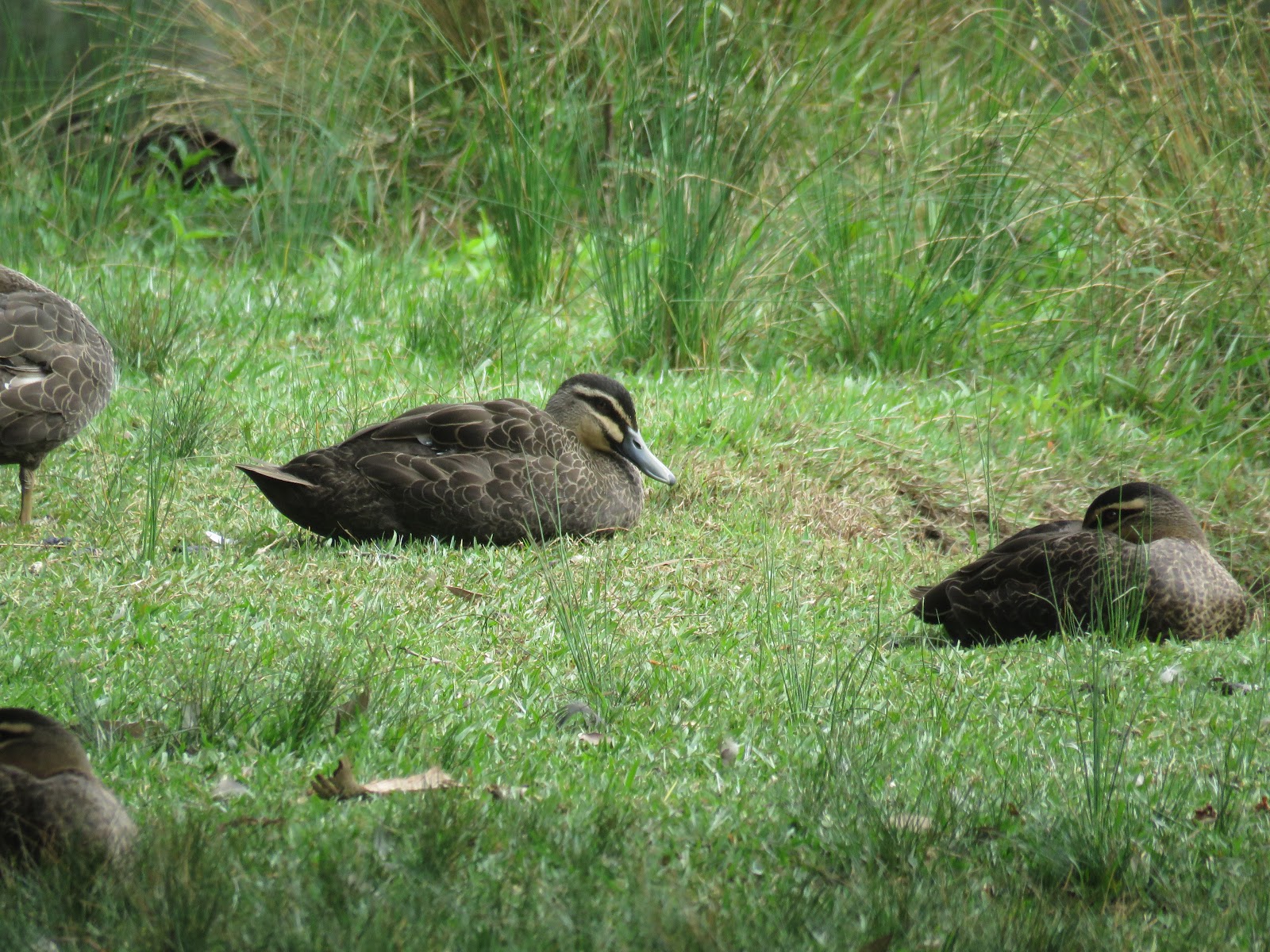 Bird & Travel Photos, Birding Sites, Bird Information: PACIFIC BLACK