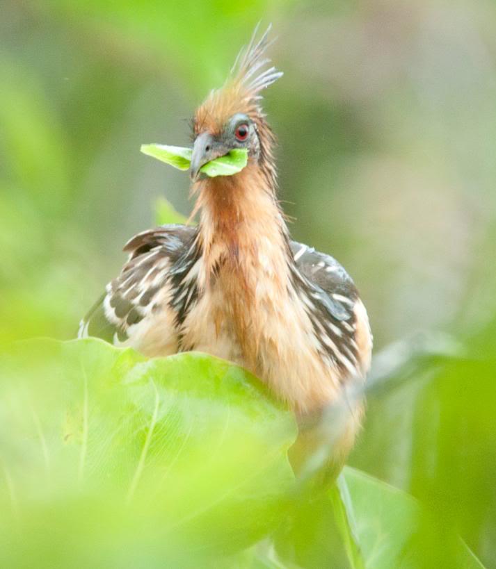 HoatzinThe strange bird of South America About Wild Animals