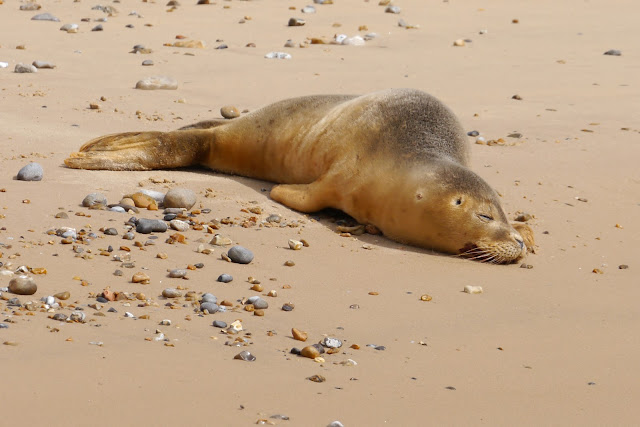 resting seal