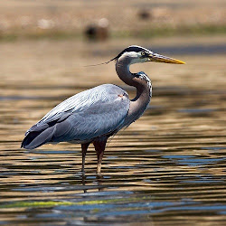 heron herons bird ardea birds herodias facts water legs baird coleman mike beach bay flying species neck morro scc nerd