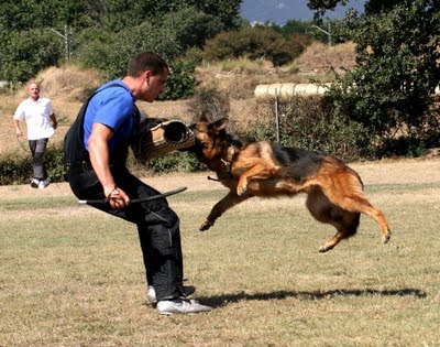 ENTRENADOR DE PERROS (IDEA DE NEGOCIO) ENTRENADOR DE PERROS (IDEA DE NEGOCIO)
