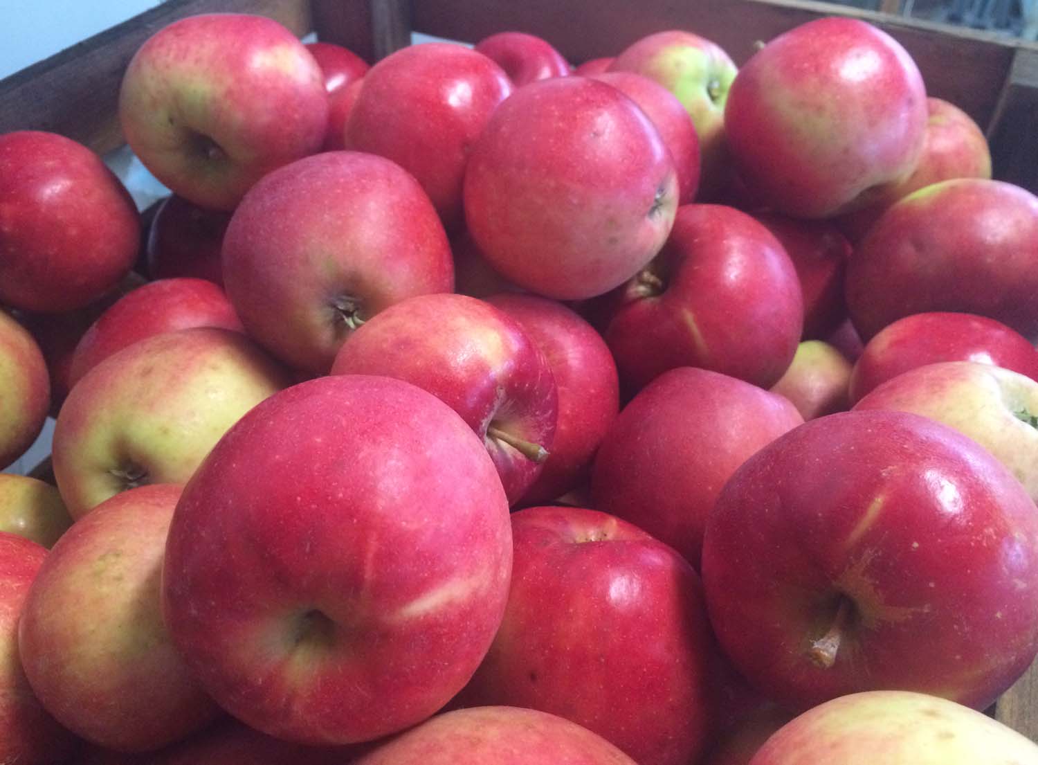 On Metzger Heritage Farm How About Them Apples?