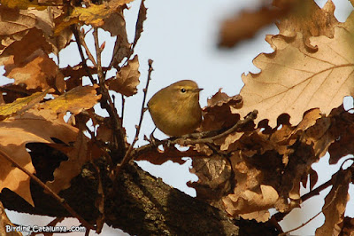 Mosquiter comú (Phylloscopus collybita)