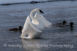 swans birds trumpeter swan fly distance short take fork would stretching henry bjerke jean wings periodically seem stand