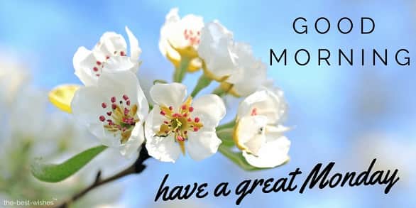 good-morning-have-a-lovely-monday-with-white-roses good morning have a lovely monday with white roses
