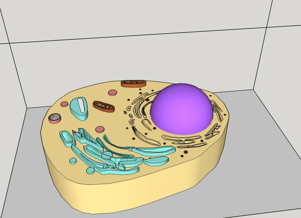 Рисунок модели клетки