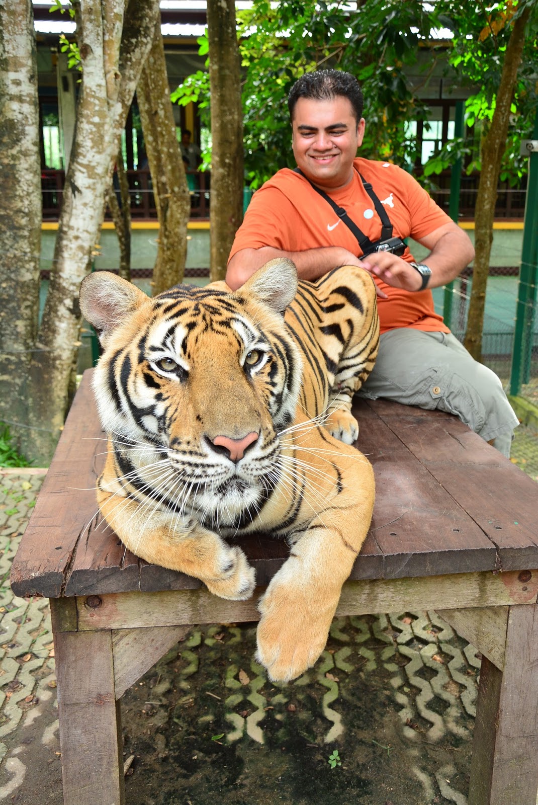 Tiger kingdom experience Phuket Thailand TRAVEL INFO