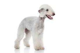 Anjing Ras Bedlington Terrier