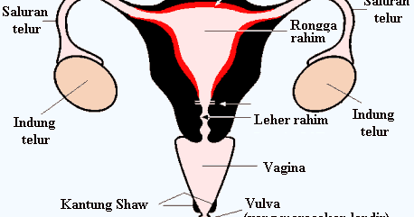 Sistem Reproduksi Manusia: Alat Reproduksi Pria dan Wanita serta
