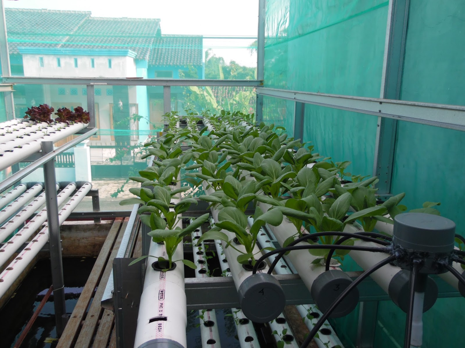 Cara Menanam Pak Choy Hidroponik