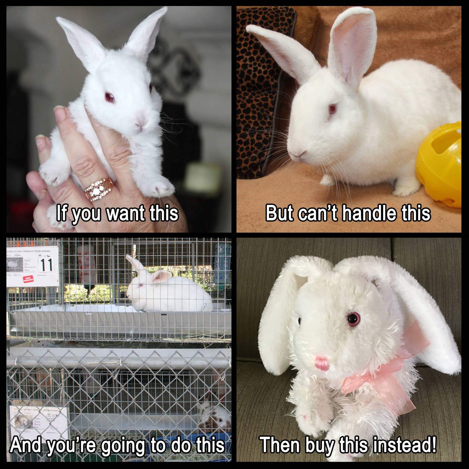 Rabbit Ramblings Bunny advocacy memes