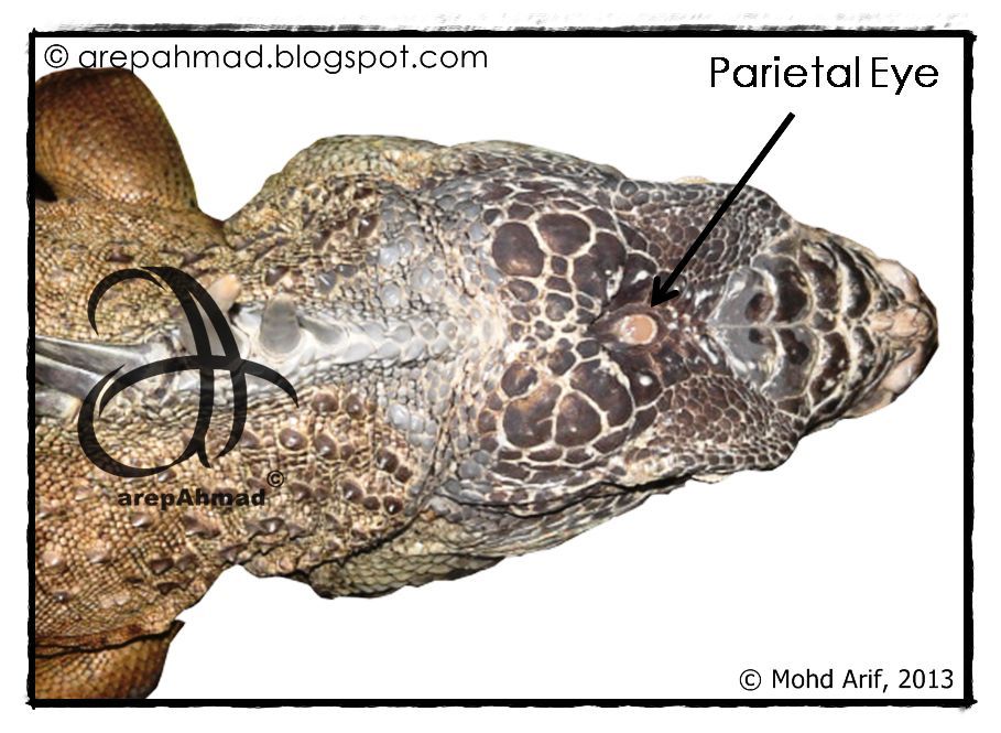 a.r.e.p a.h.m.a.d ~: ~ Iguana Anatomy