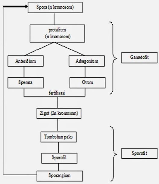 Berikut ini merupakan generasi sporofit pada pteridophyta adalah