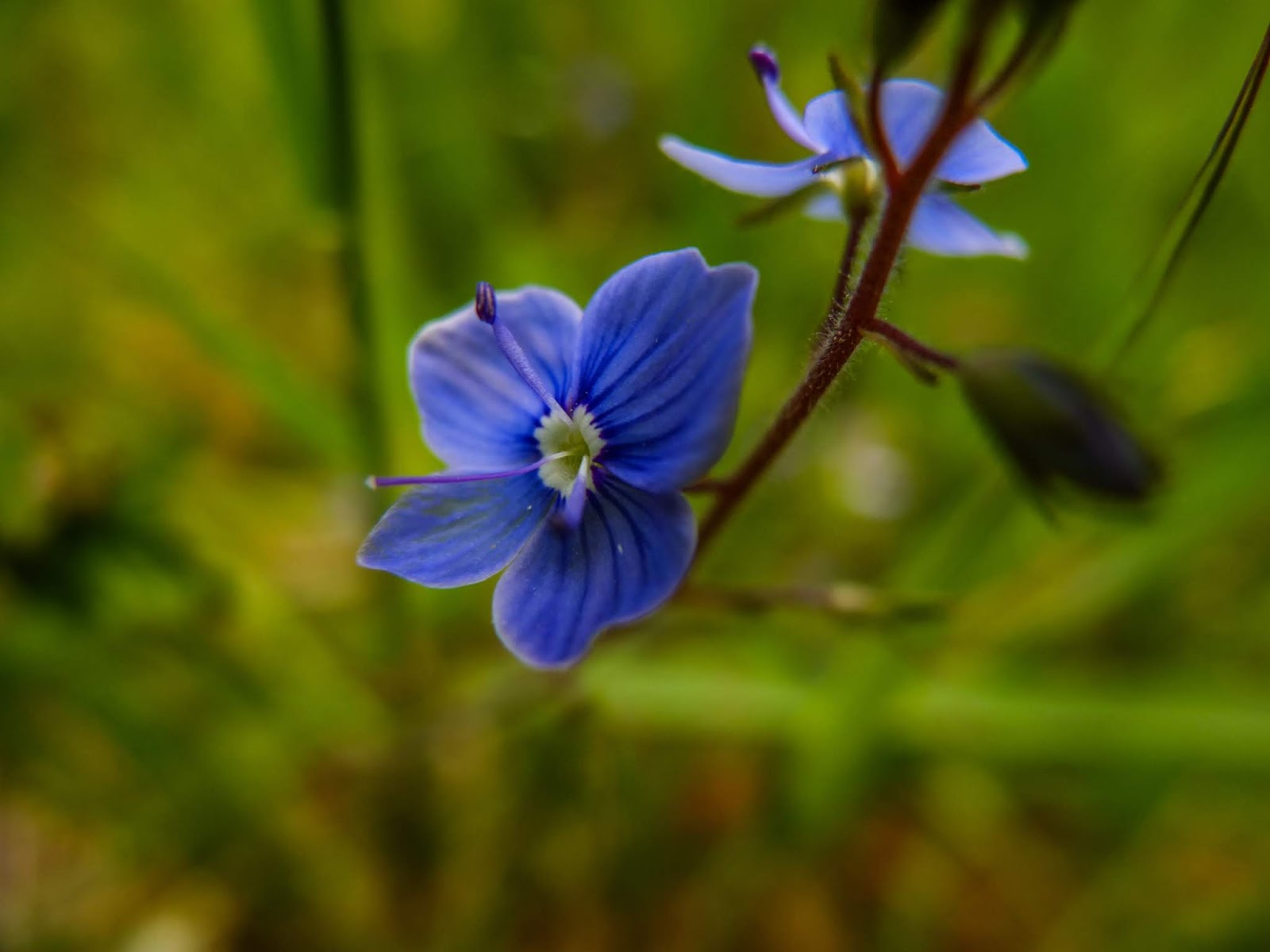 A little blue flower on the tip of a stem hanging down.