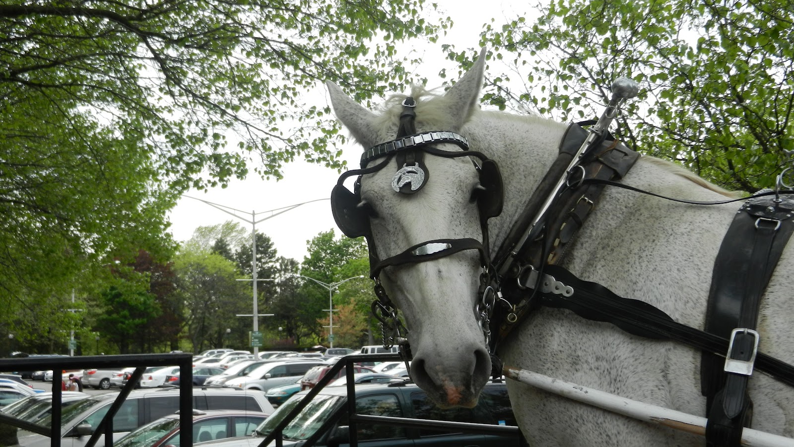 Kuweight 64 MY PHOTOS FOR THE DAY HORSE CARRIAGE NIAGARA FALLS
