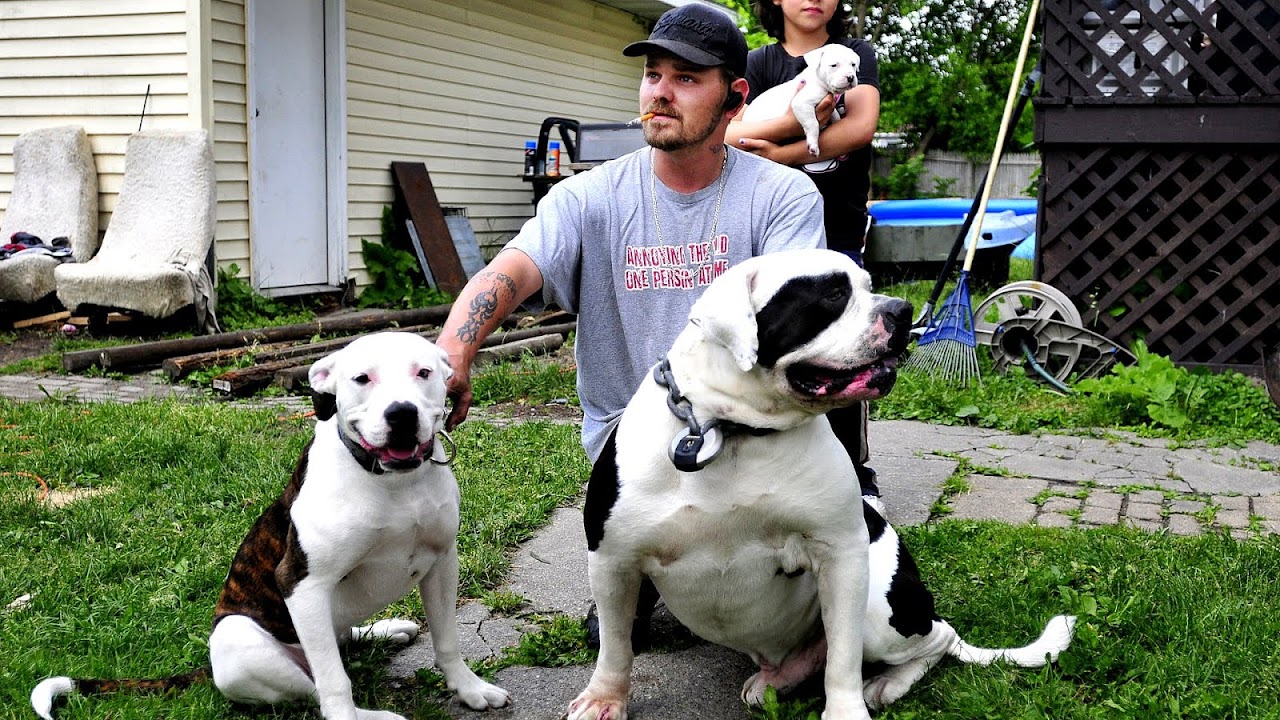 Pitbull Mix Dangerous Danger Choices