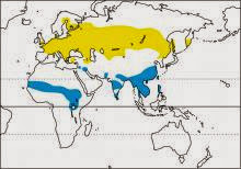 Spatula querquedula garganey map