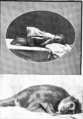 Scoop on Primates: Humans vs. Chimps