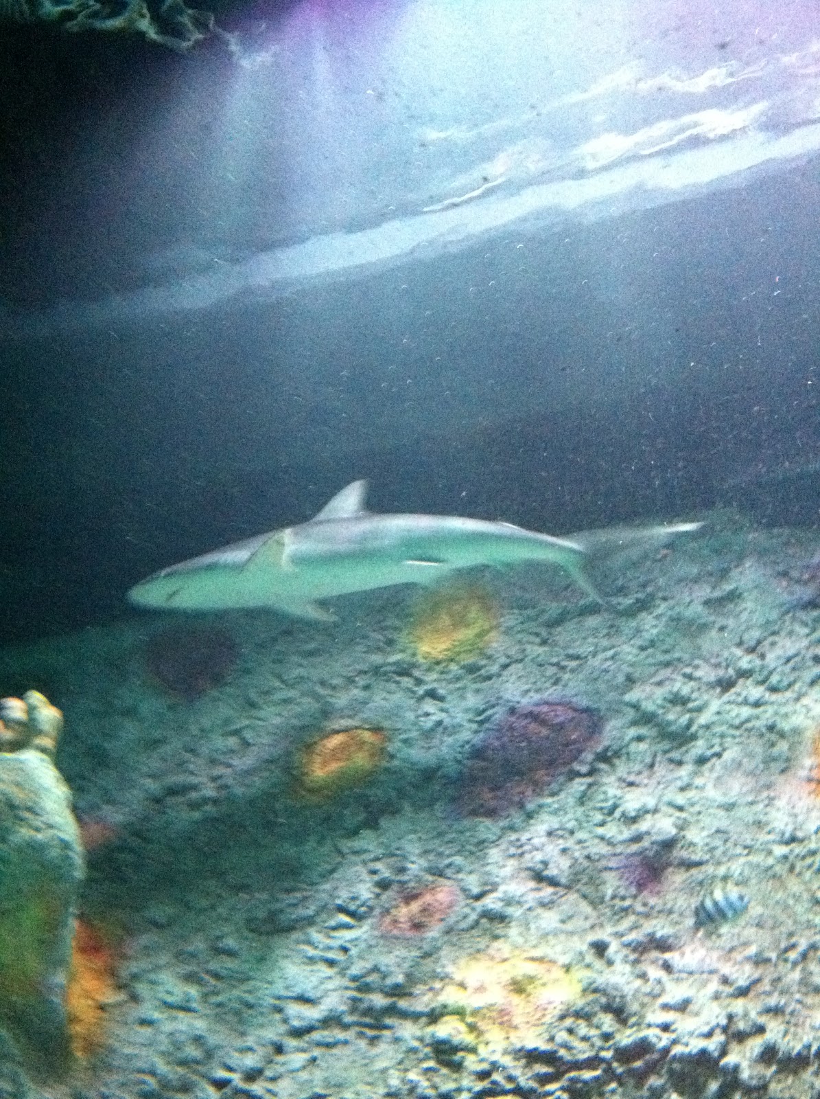 The Jungle Store The Kansas City Sea Life Aquarium Review