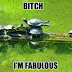 B*tch I'm a fabulous turtle