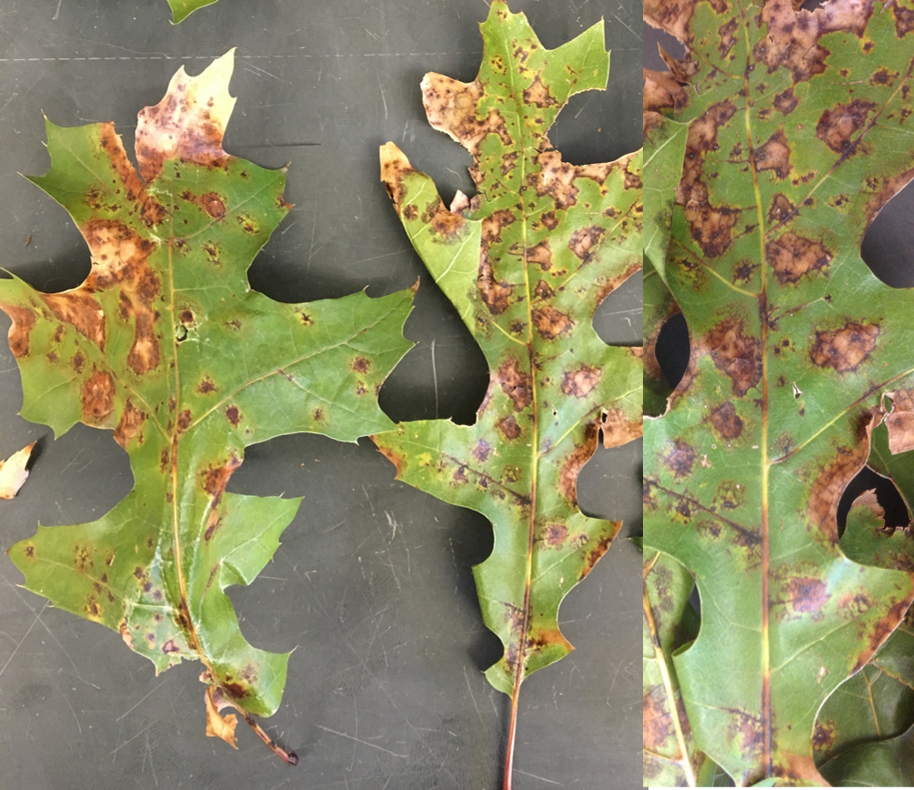 NMSU Plant Clinic Tubakia Leaf Spot