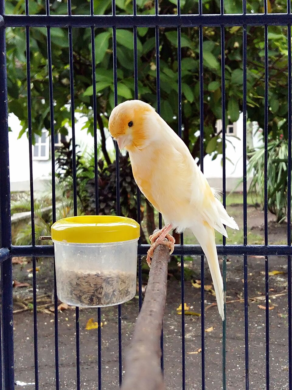 Download Suara Burung Kenari Juara Gacor Download Suara Burung Kenari Juara Gacor
