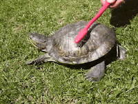 cleaning happy turtle shell with toothbrush tickles gif exfoliating dry scaley skin
